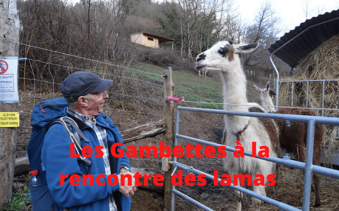 Piste des lamas